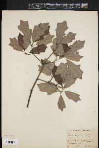 Quercus ilicifolia image