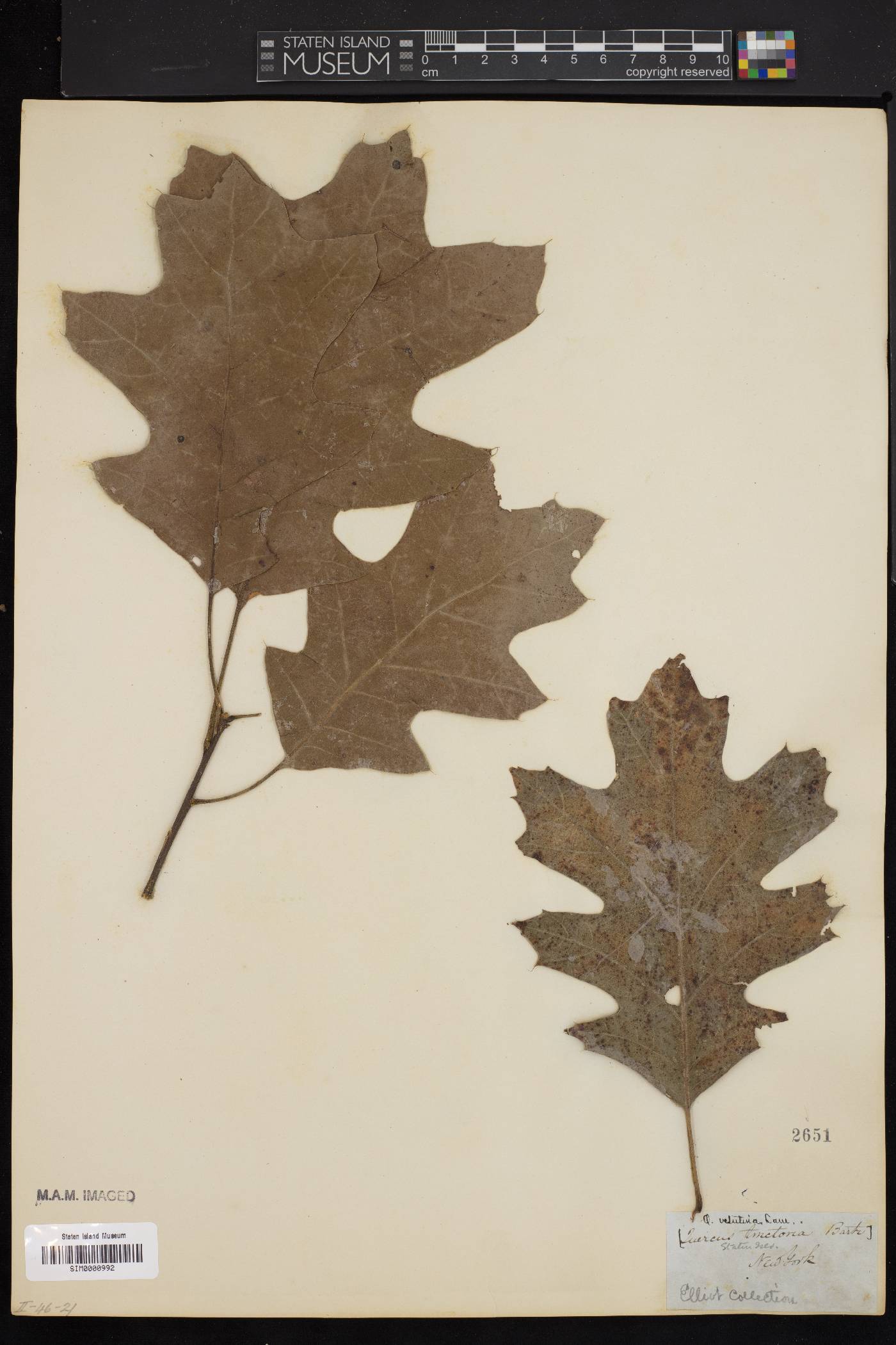 Quercus tinctoria image