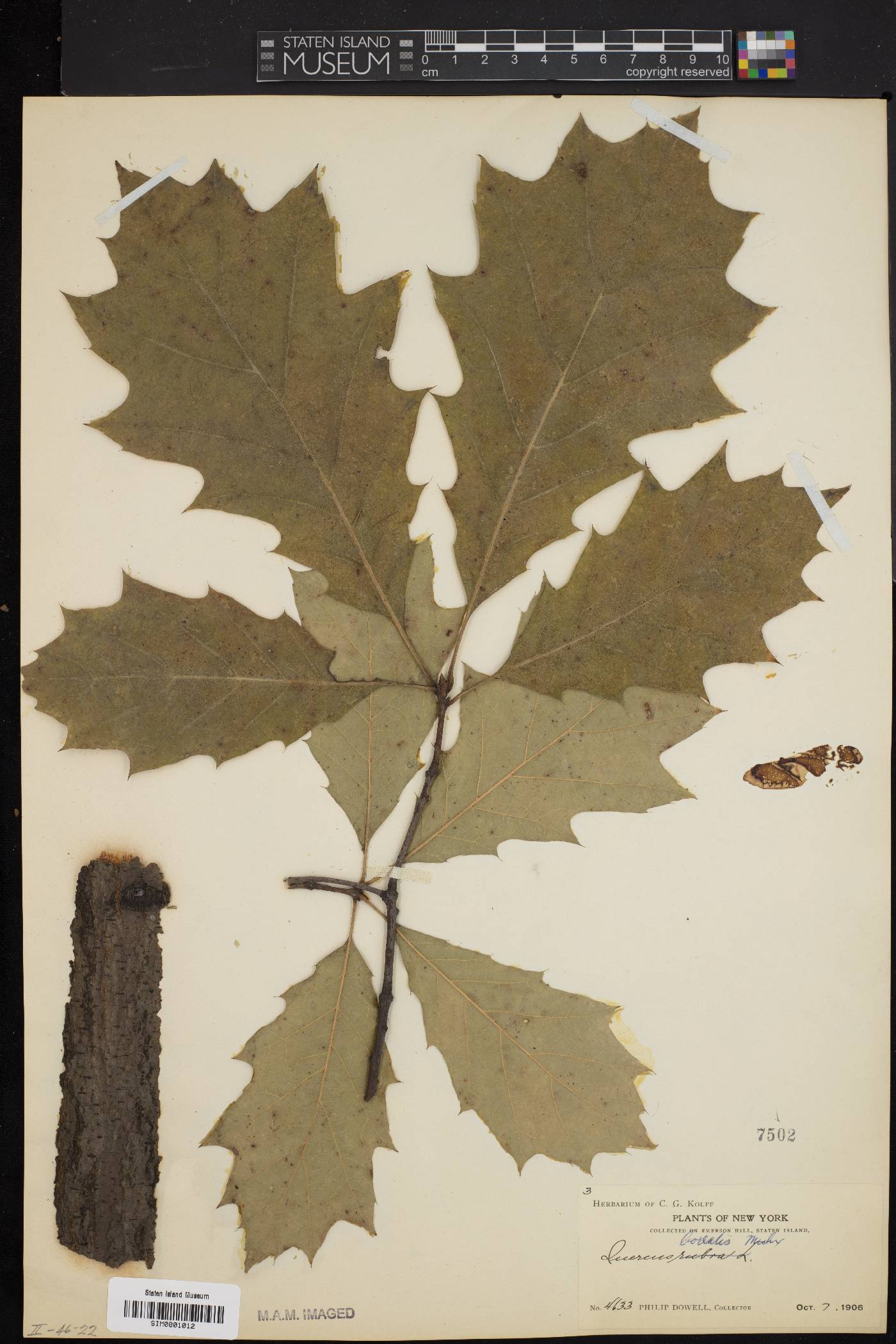 Quercus borealis image