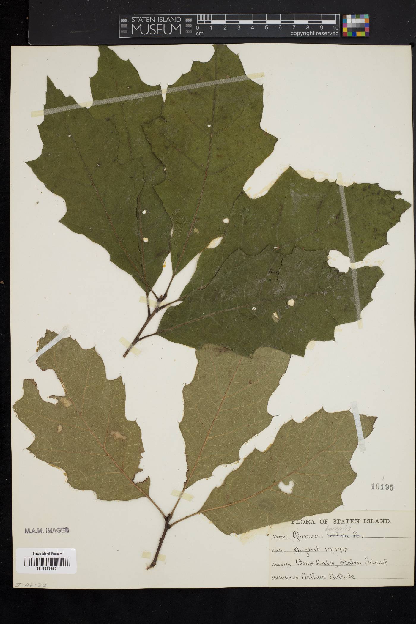 Quercus borealis image