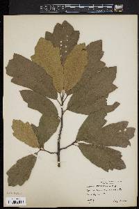 Quercus imbricaria image