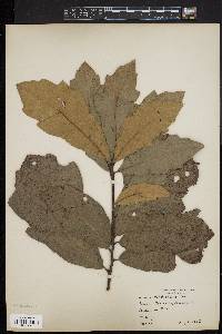 Quercus imbricaria image