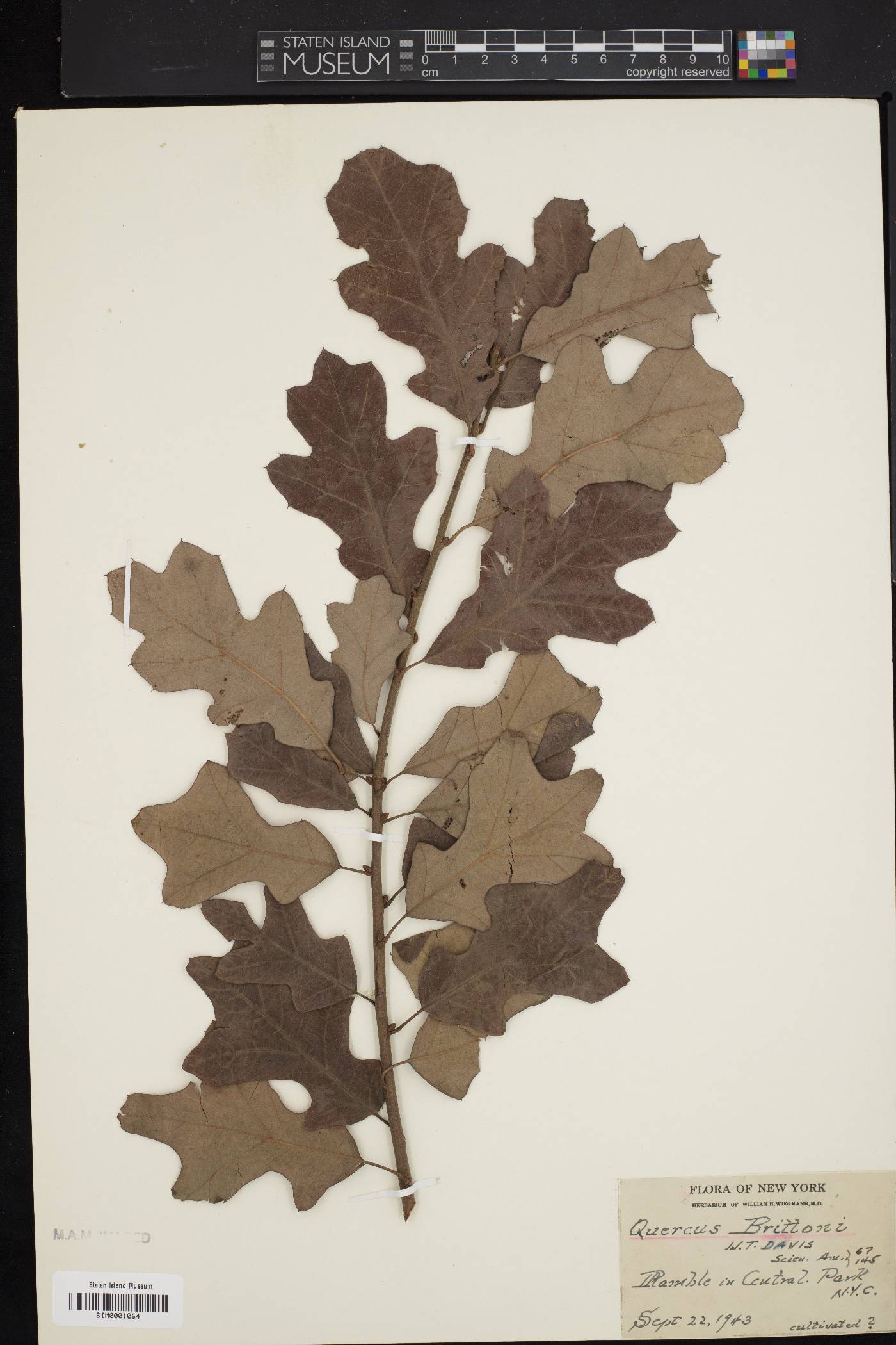 Quercus x brittonii image