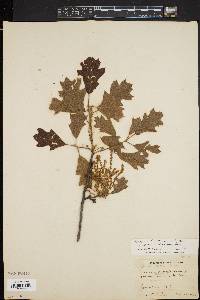 Quercus x brittonii image
