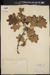 Quercus x brittonii image