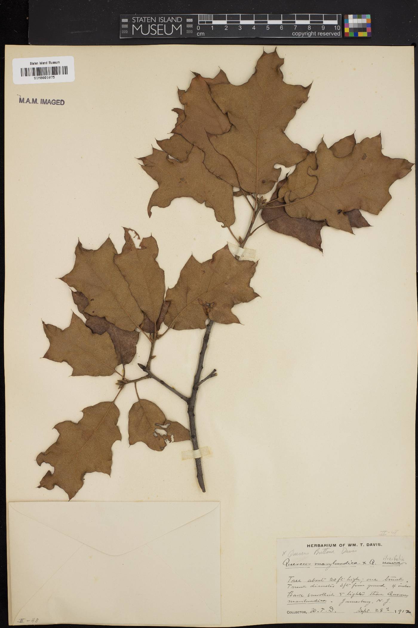 Quercus x brittonii image