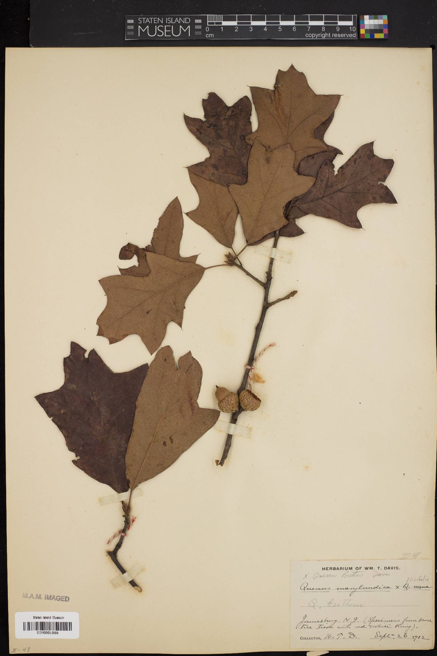 Quercus x brittonii image