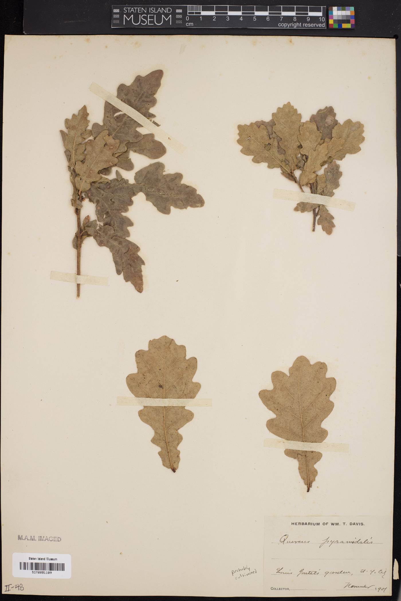 Quercus pyramidalis image