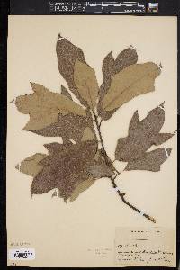 Quercus x filialis image