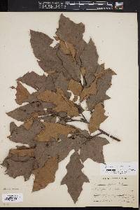 Quercus x filialis image