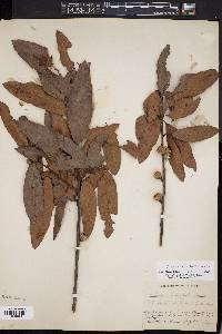 Quercus x filialis image