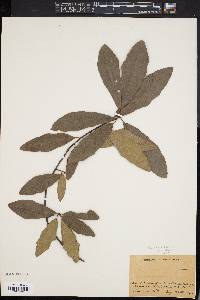 Quercus x filialis image