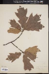 Quercus x filialis image