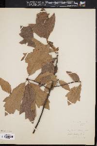 Quercus x filialis image