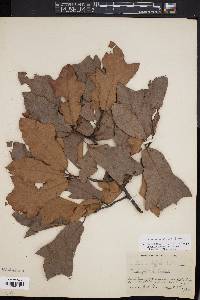 Quercus x filialis image