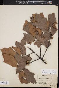 Quercus x filialis image