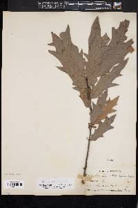 Quercus x filialis image