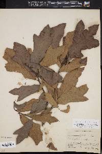 Quercus x filialis image