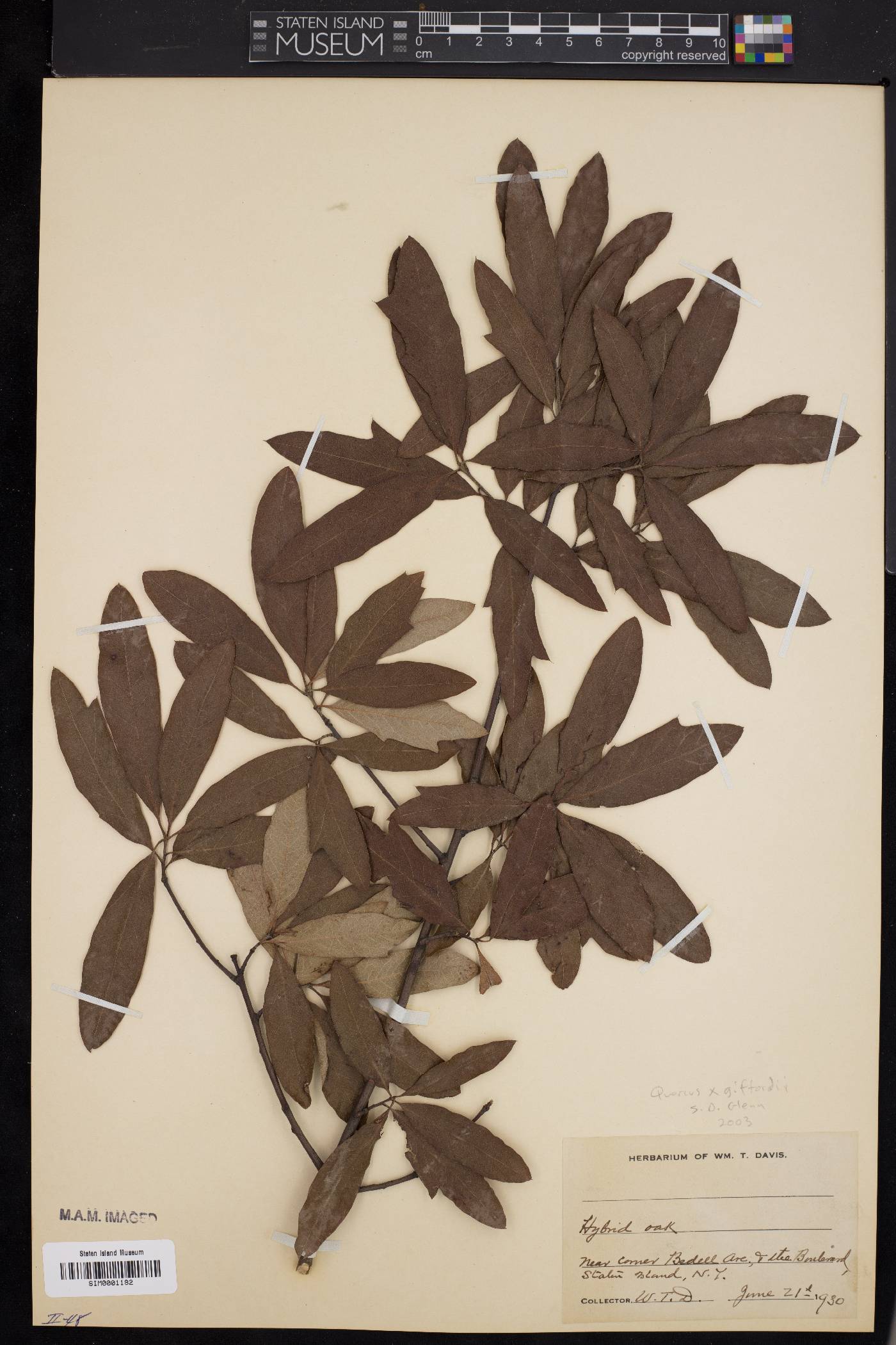 Quercus x giffordii image