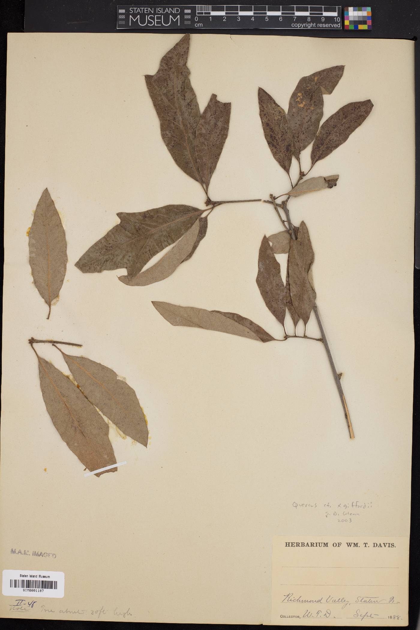 Quercus x giffordii image