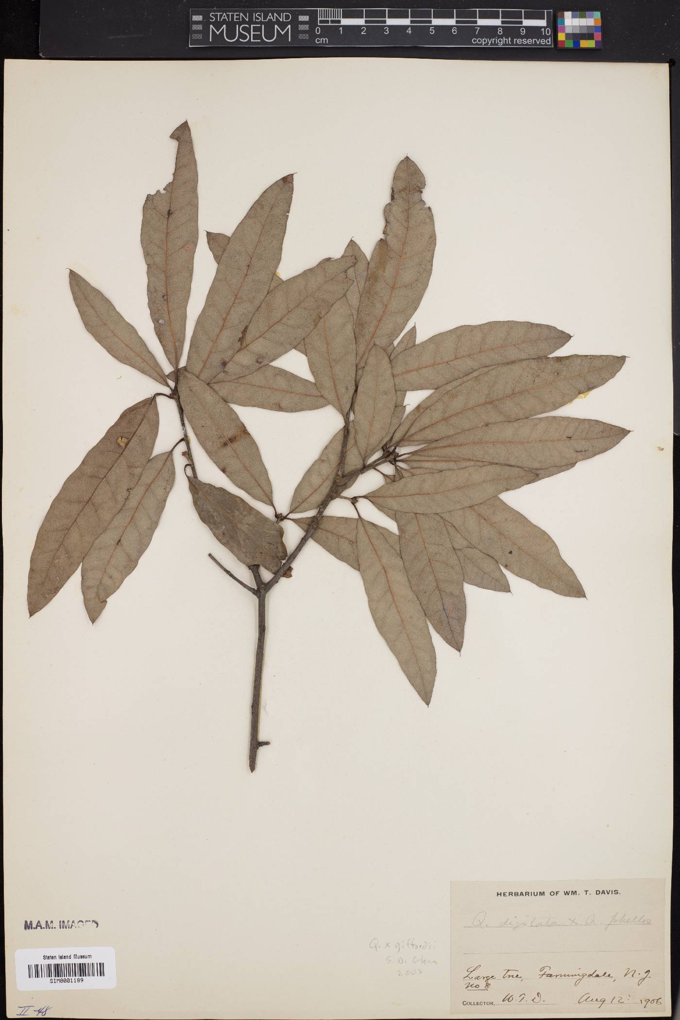 Quercus x giffordii image