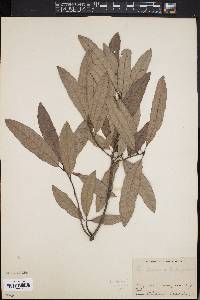 Quercus x giffordii image