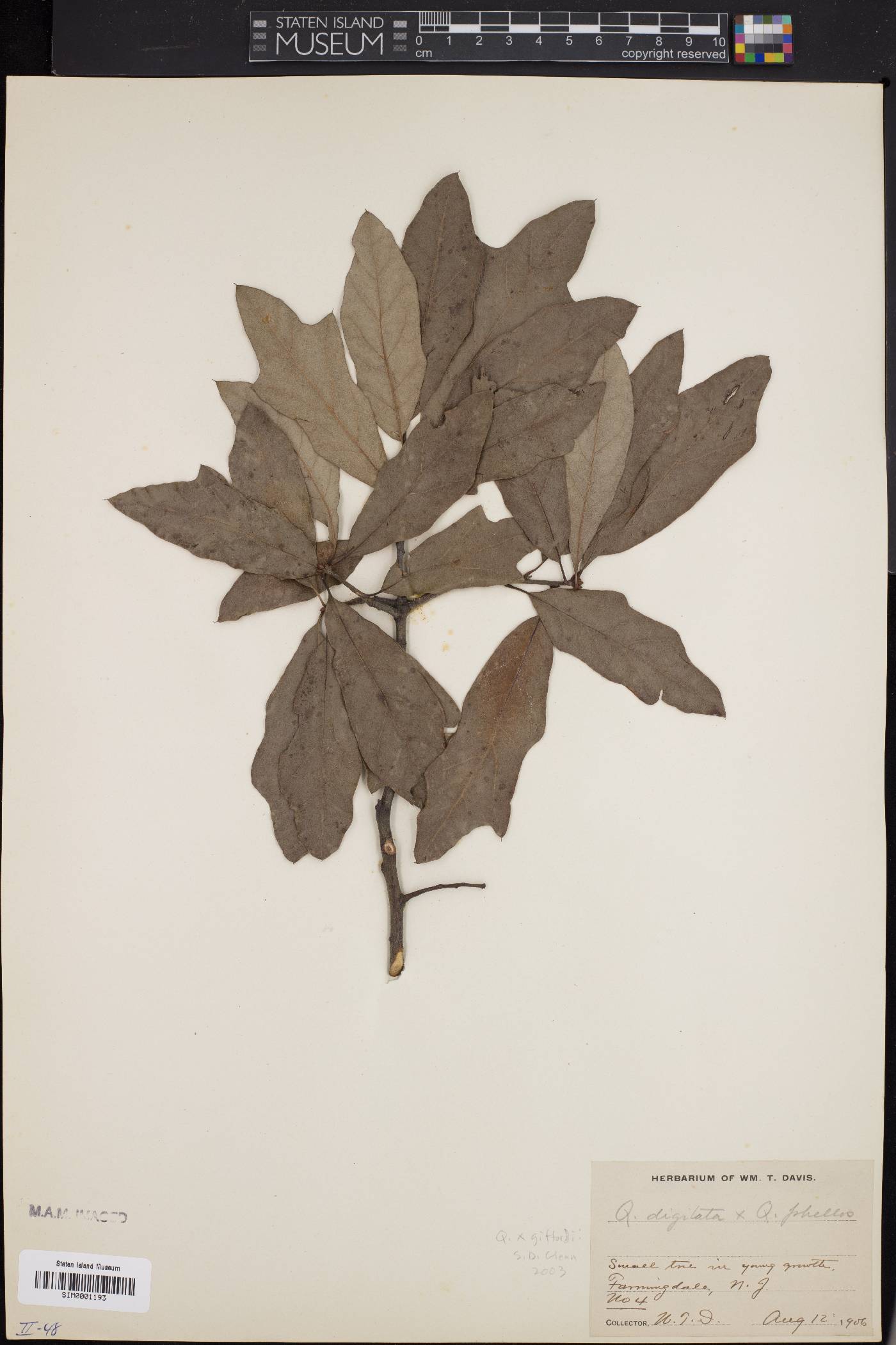 Quercus x giffordii image