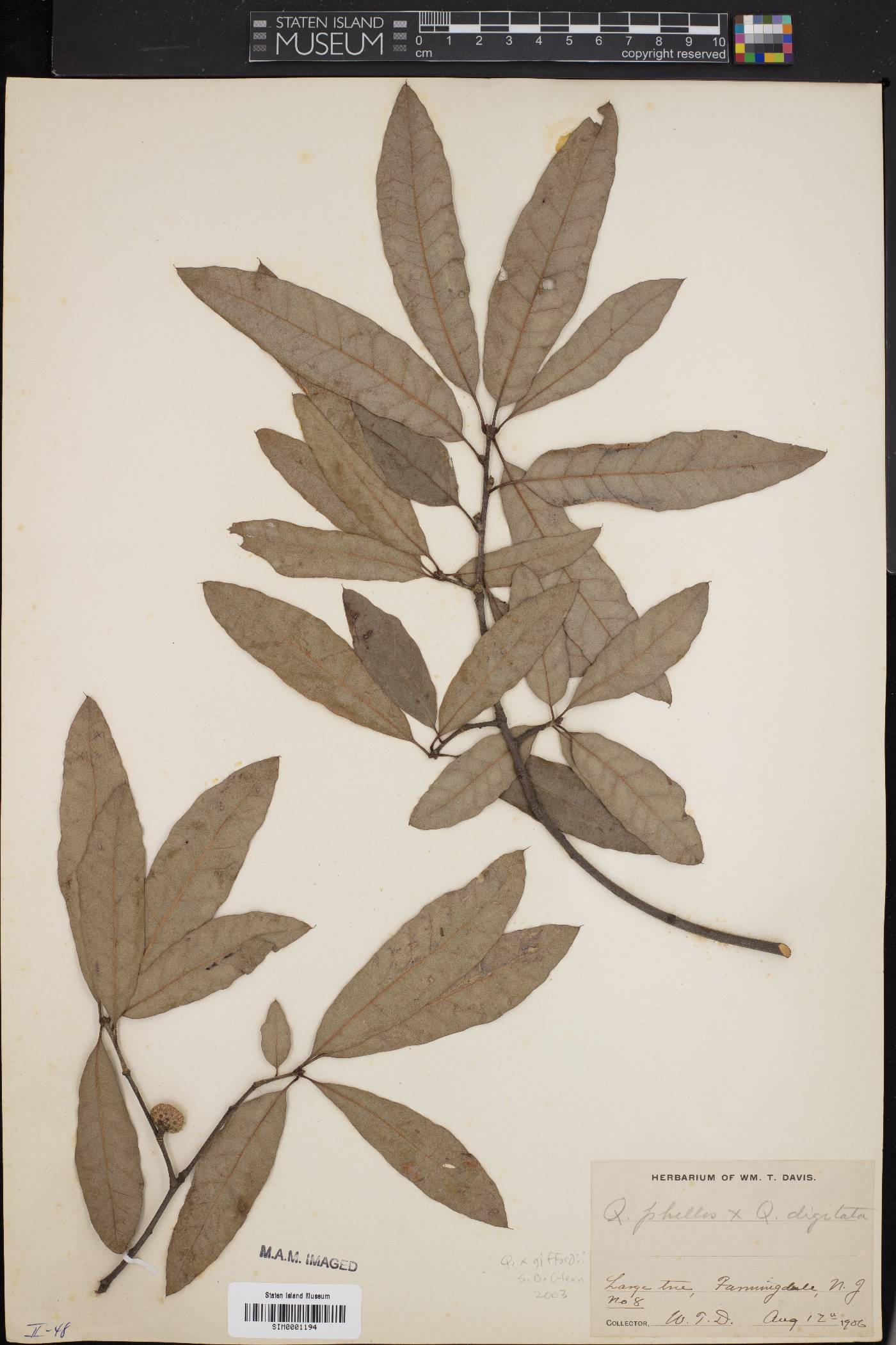 Quercus x giffordii image