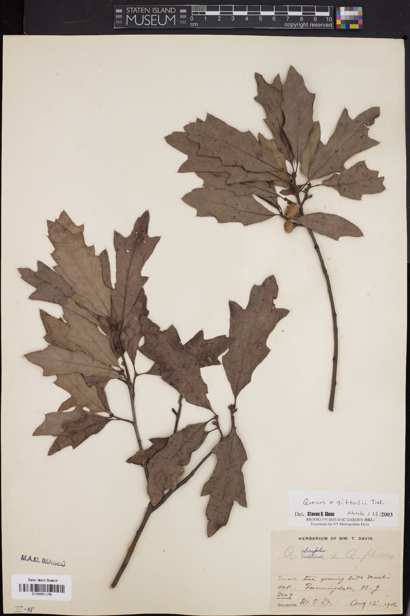 Quercus x giffordii image