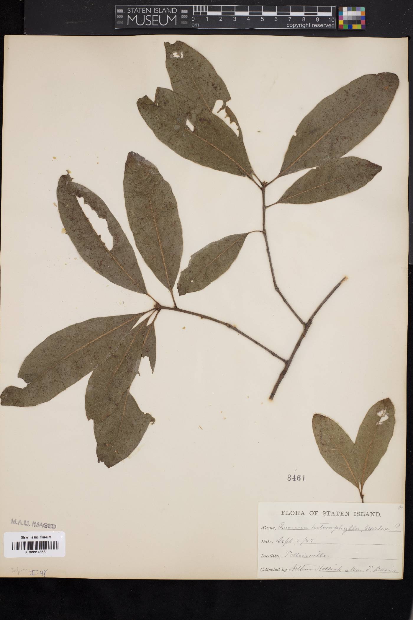 Quercus cerris image