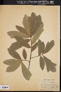 Quercus cerris image