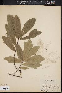 Quercus cerris image