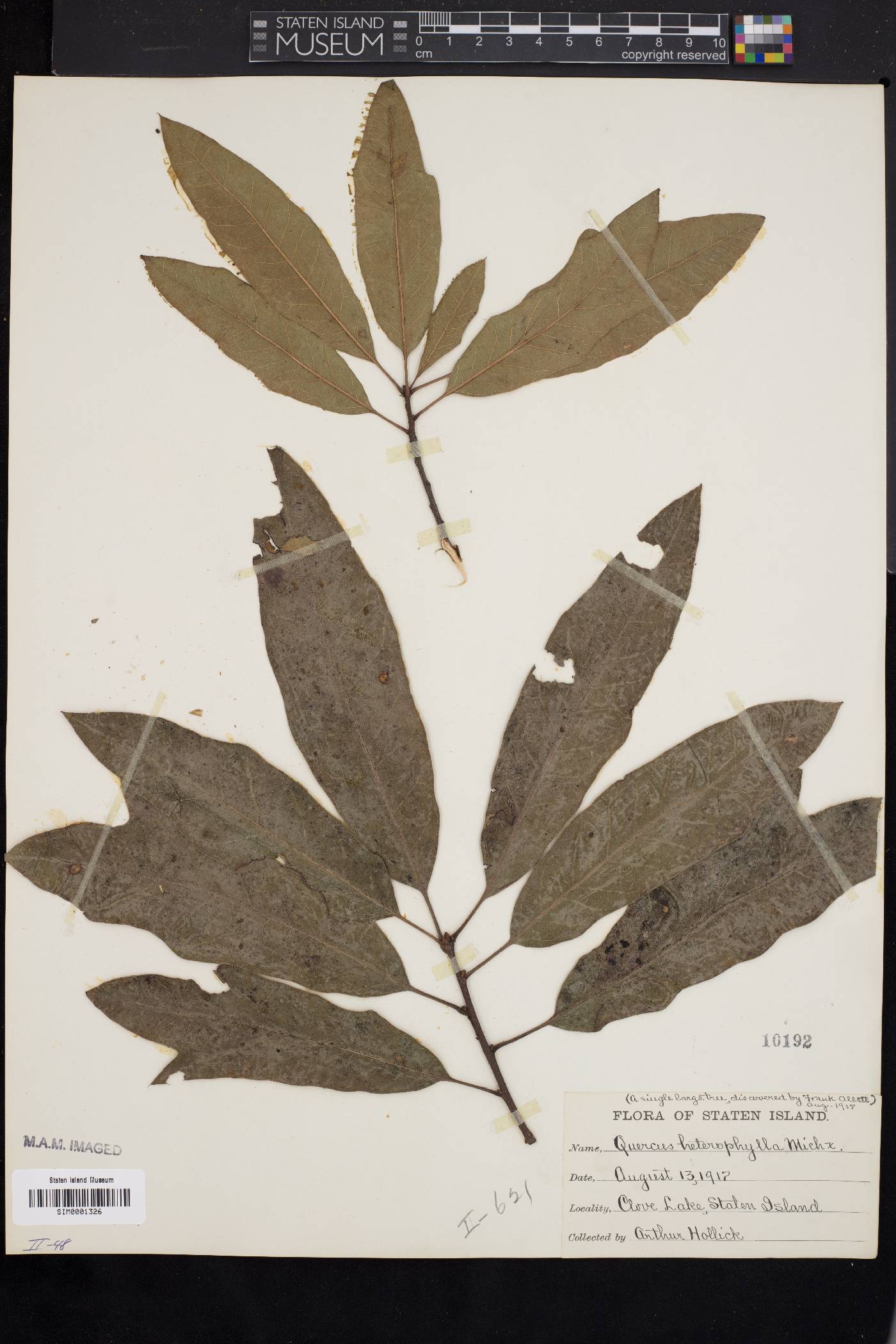 Quercus cerris image