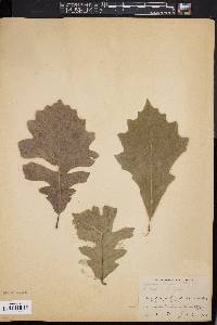 Quercus x humidicola image