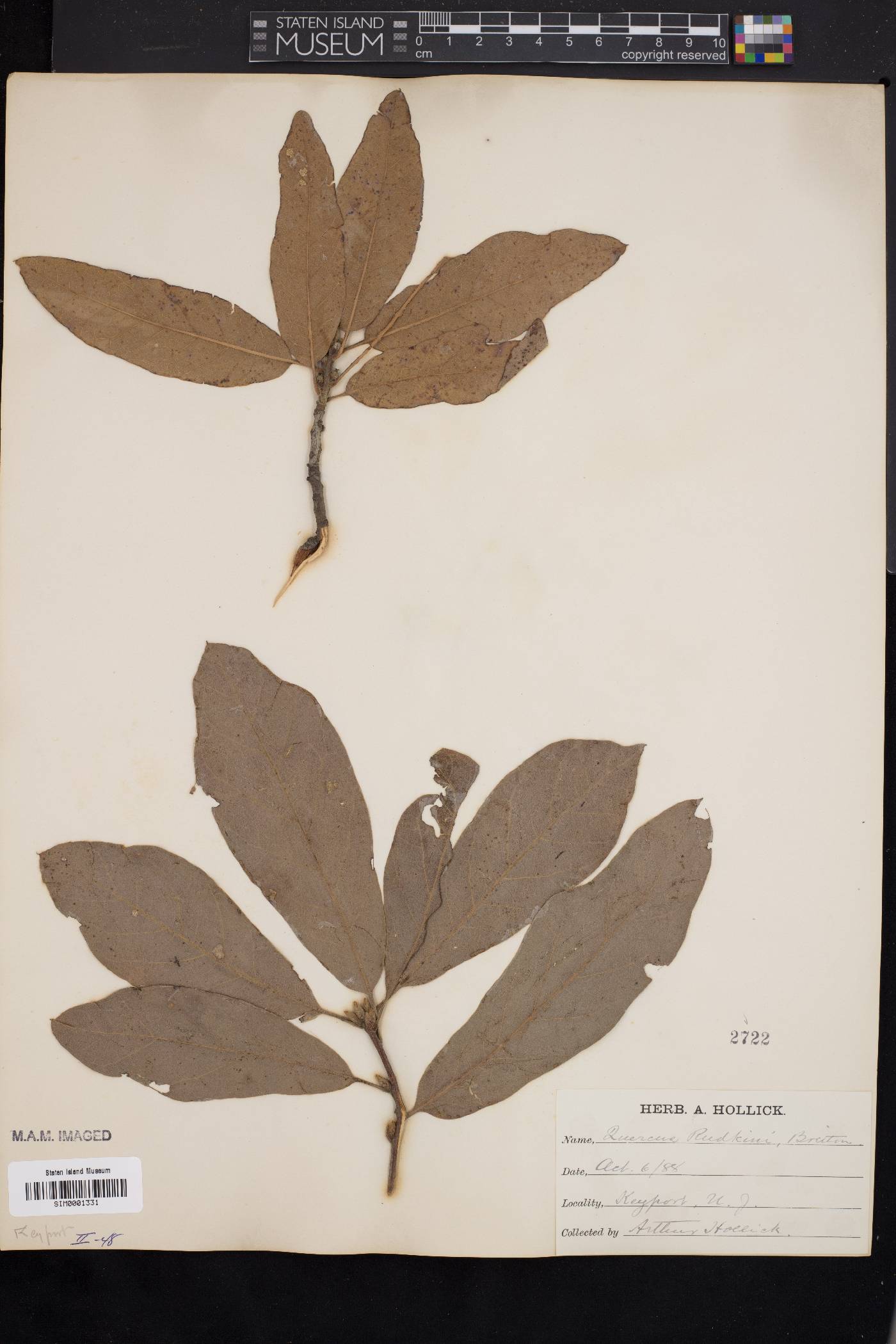 Quercus x rudkinii image