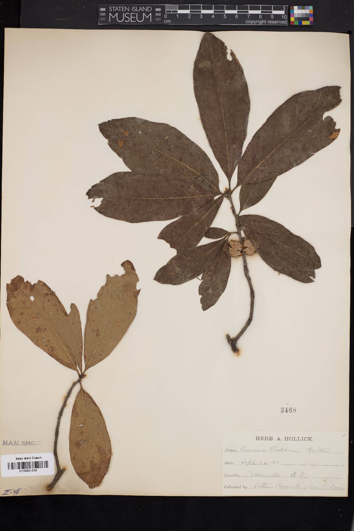 Quercus x rudkinii image