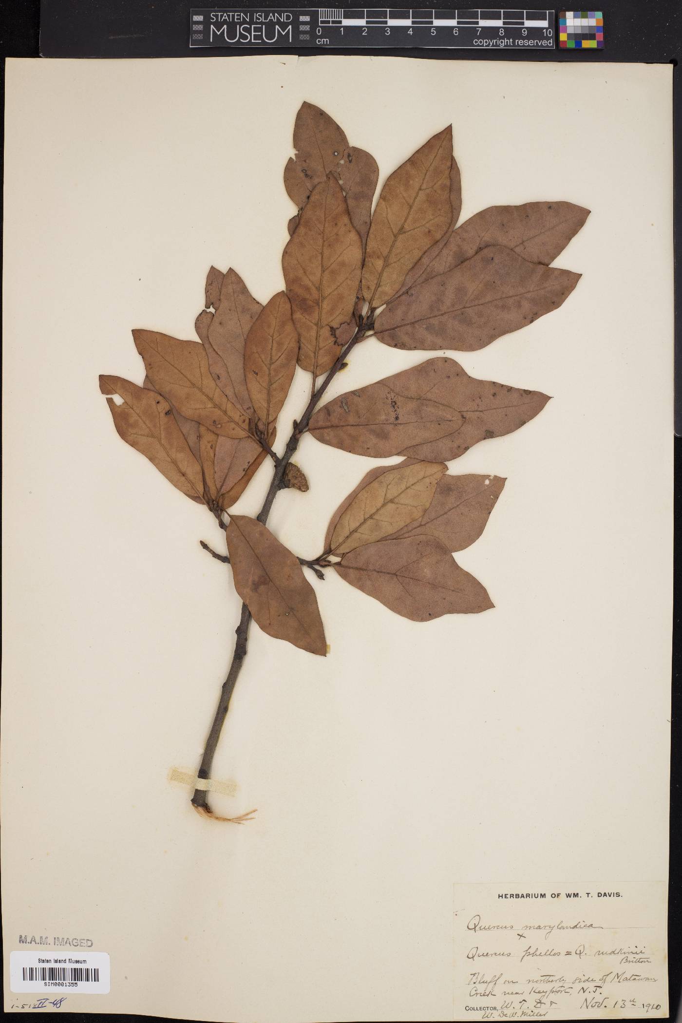 Quercus x rudkinii image