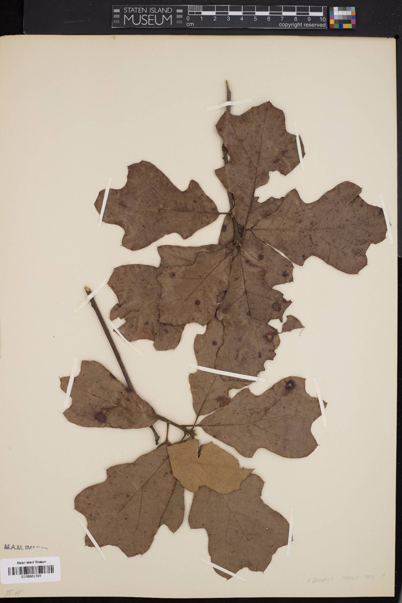 Quercus x sterilis image