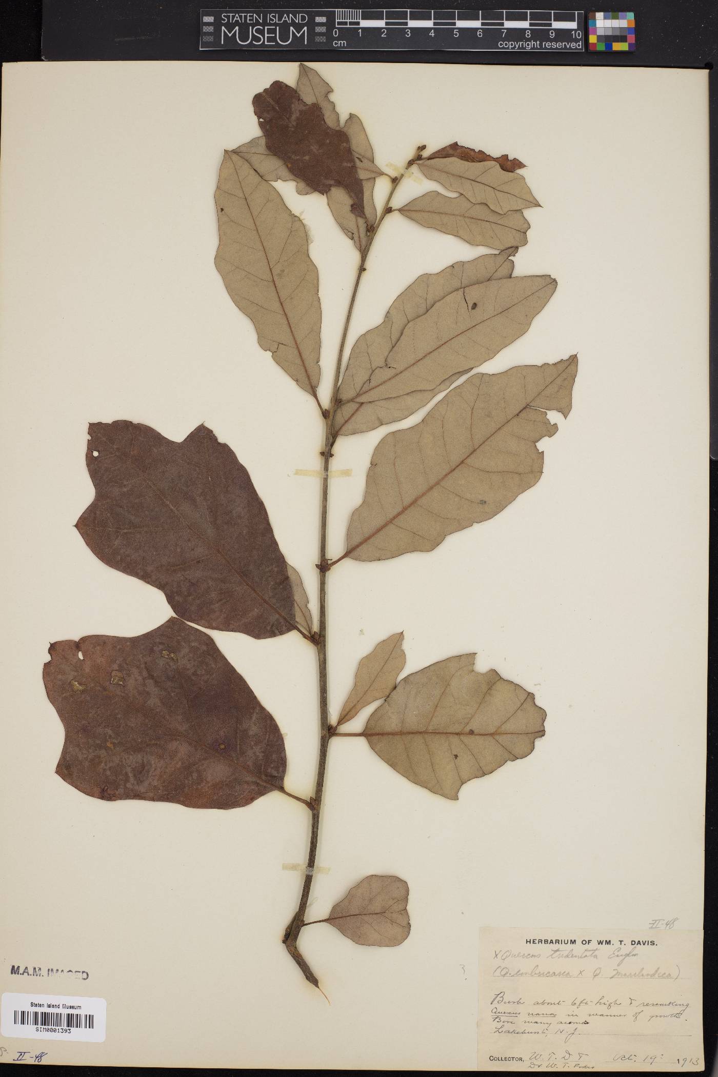 Quercus × tridentata image