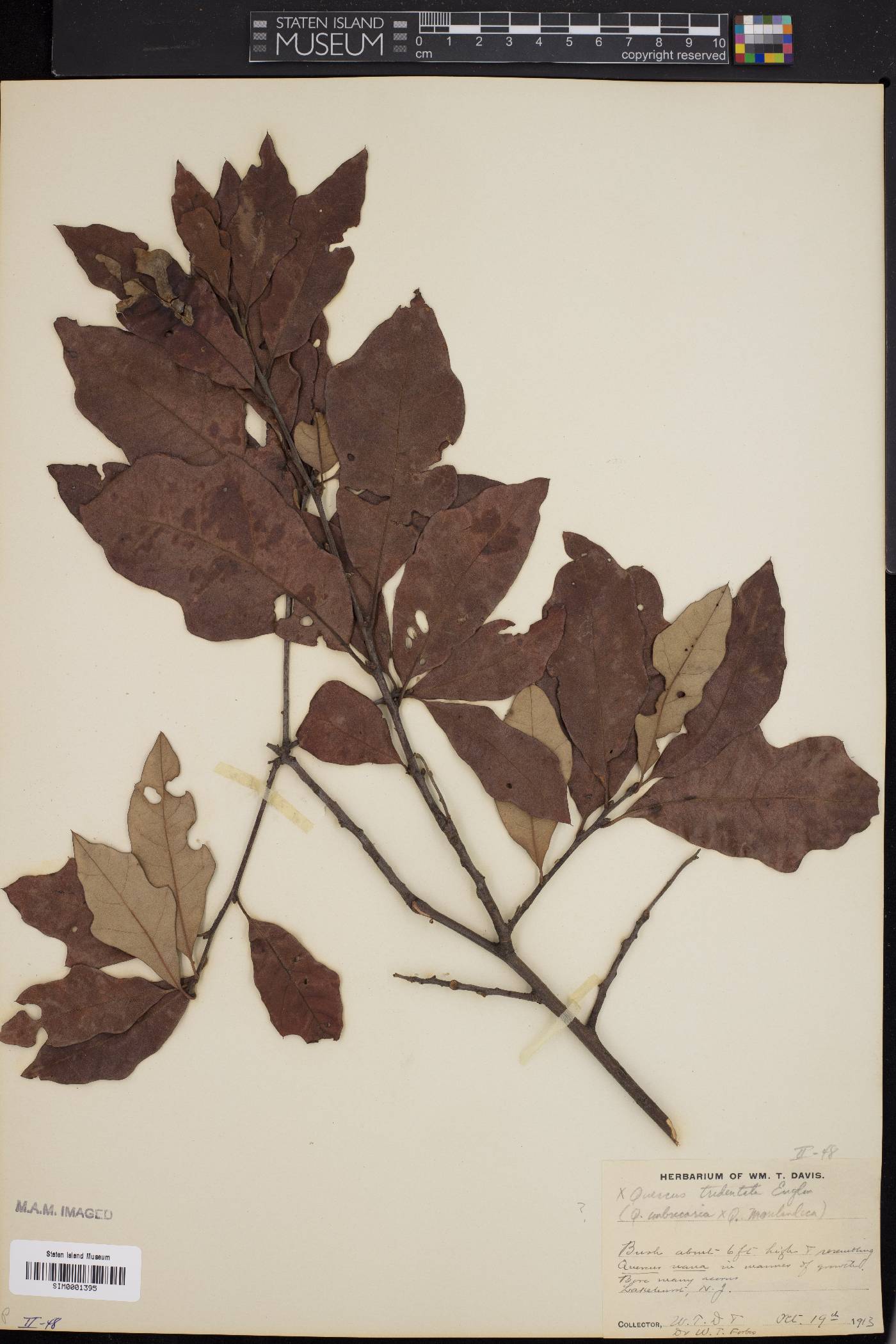 Quercus × tridentata image