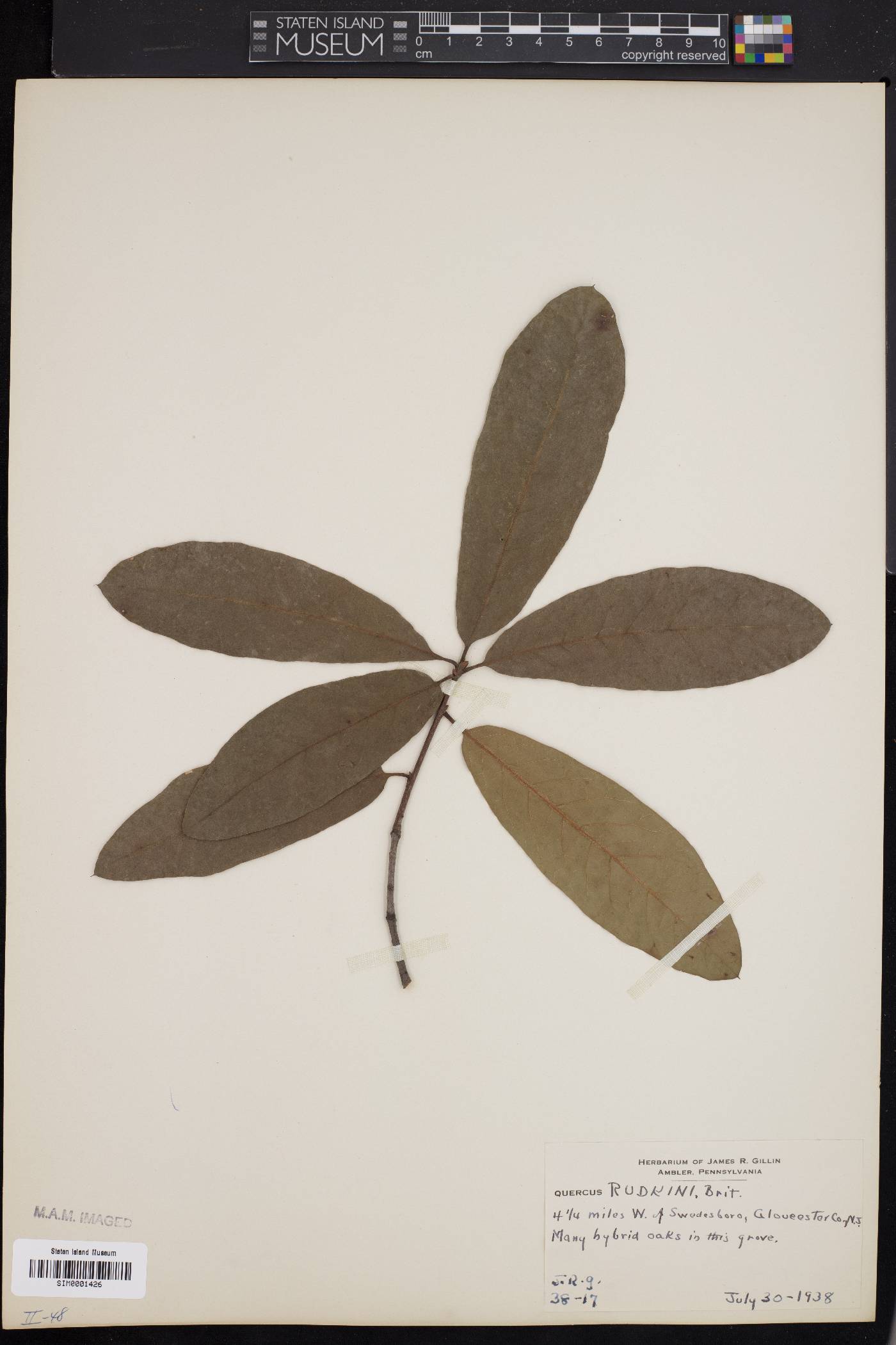 Quercus x rudkinii image