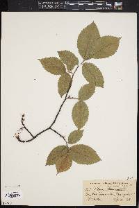 Ulmus thomasii image