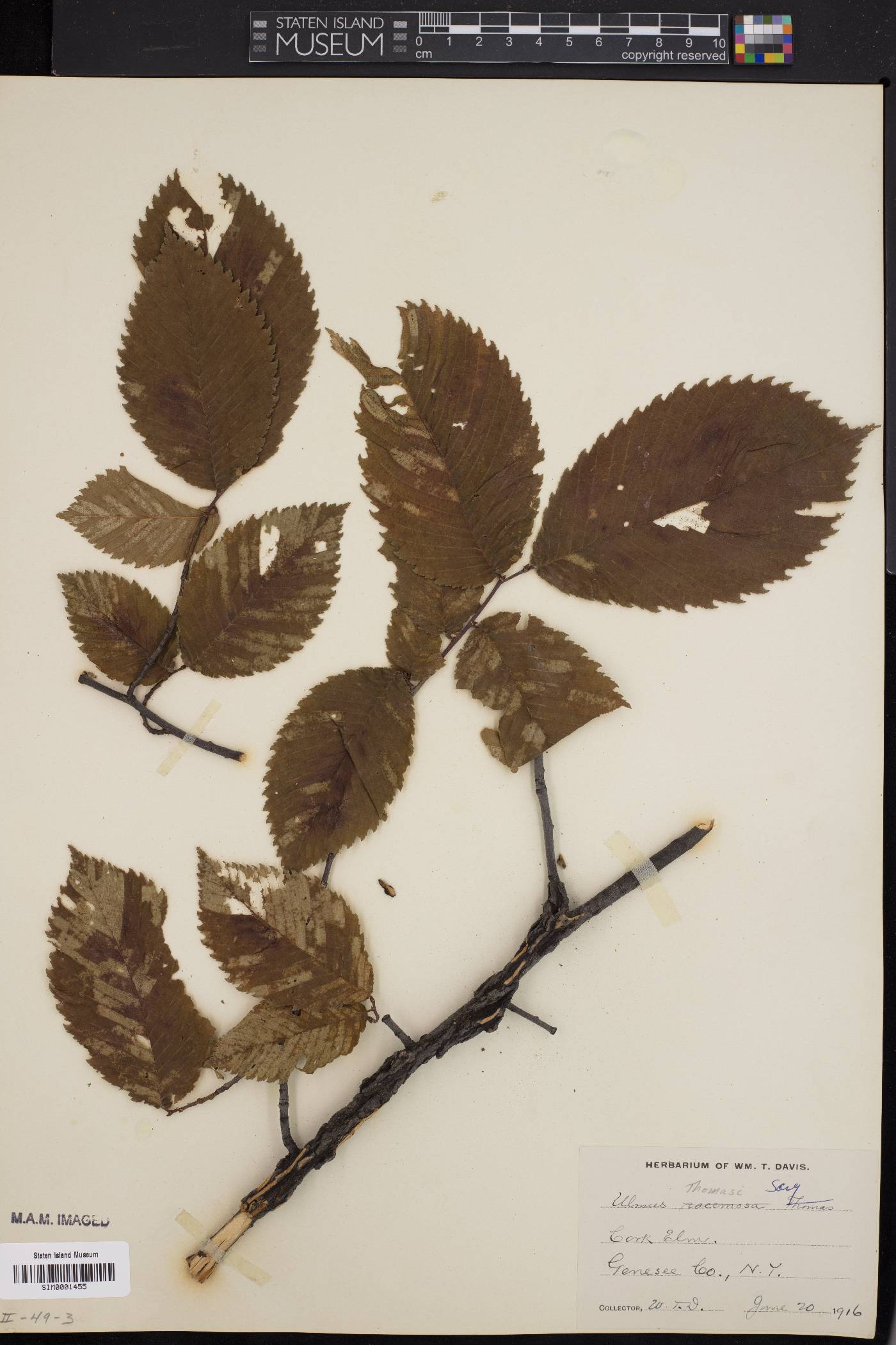 Ulmus thomasii image