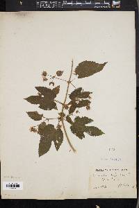 Humulus lupulus image