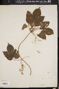 Humulus lupulus image