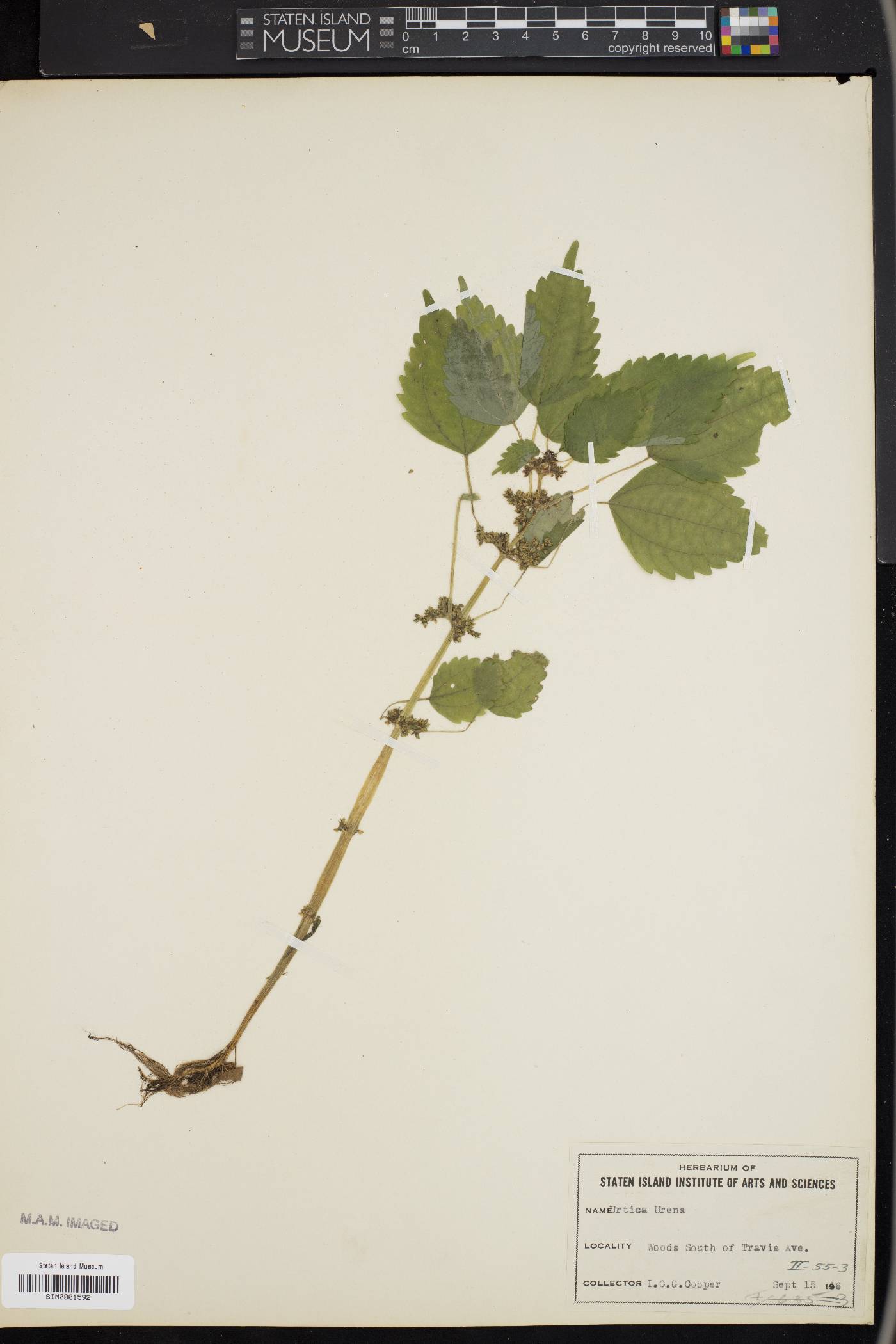 Urtica urens image