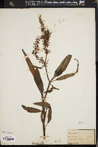 Rumex verticillatus image