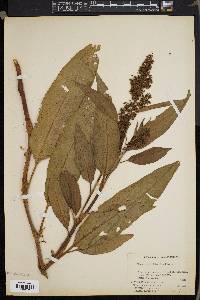 Rumex verticillatus image