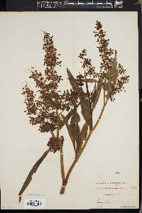 Persicaria careyi image