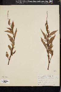 Persicaria hydropiper image